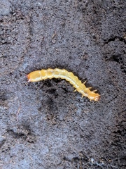 Dendroides canadensis
