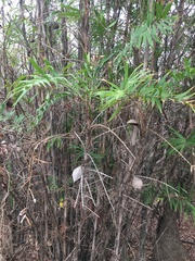 Bactris guineensis