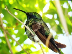 Colibri coruscans