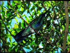 Colibri coruscans
