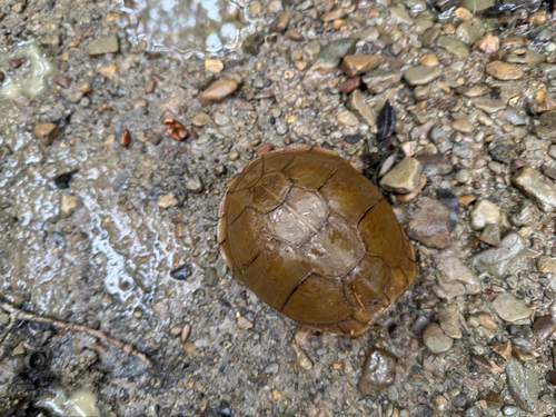 Three-toed Box Turtle