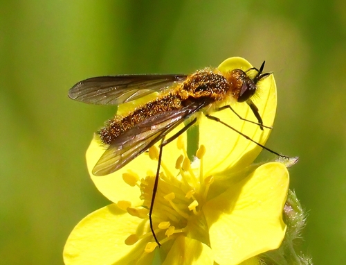iNaturalist observation photo of Thevenetimyia luctifera