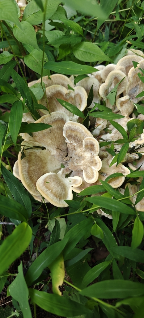 Black-staining Polypore · June 2026 · photo: Photo: (c) Mark Jones, some rights reserved (CC BY) · iNaturalist
