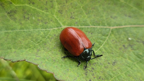 Poplar Leaf Beetle