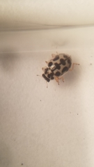 Anisosticta bitriangularis