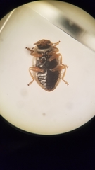 Anisosticta bitriangularis