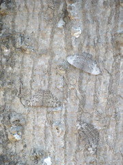 Hamadryas glauconome