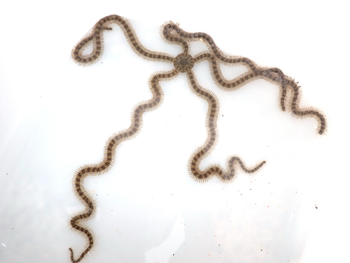 Macrophiothrix longipeda observed 2022-01-30
