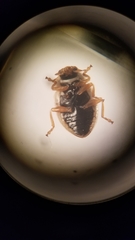 Anisosticta bitriangularis