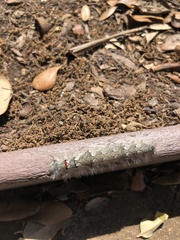Lasiocampidae