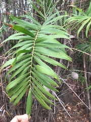 Bactris guineensis