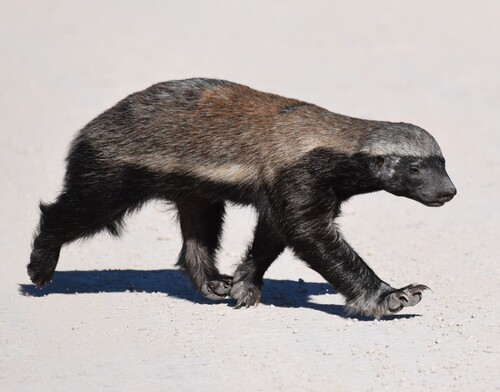 Honey badger (ratel)