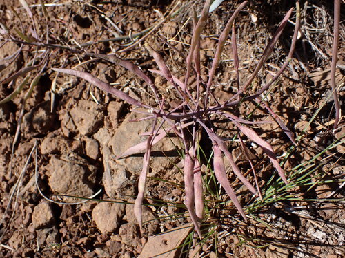 Phoenicaulis cheiranthoides, photograph 6