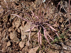 Phoenicaulis cheiranthoides, photograph (c) elik03, some rights reserved (CC BY)
