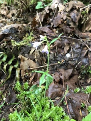 Cardamine nuttallii