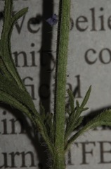 Glandularia wrightii