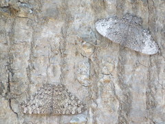 Hamadryas glauconome