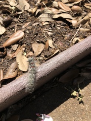 Lasiocampidae