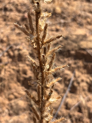 Lupinus hirsutissimus, 2026-06-25