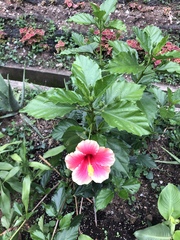 Hibiscus rosa-sinensis