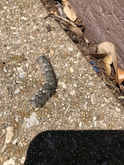 Lasiocampidae