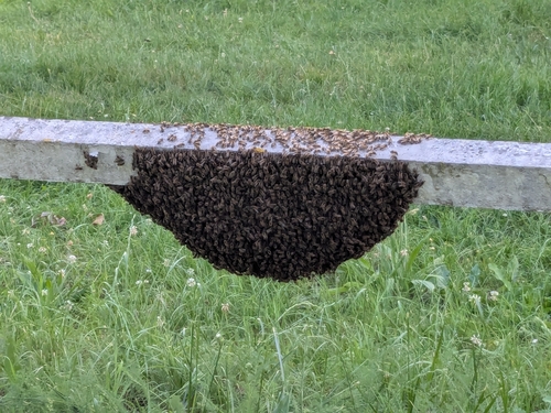 Western Honey Bee
