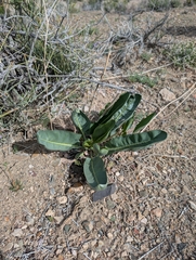 Stanleya elata