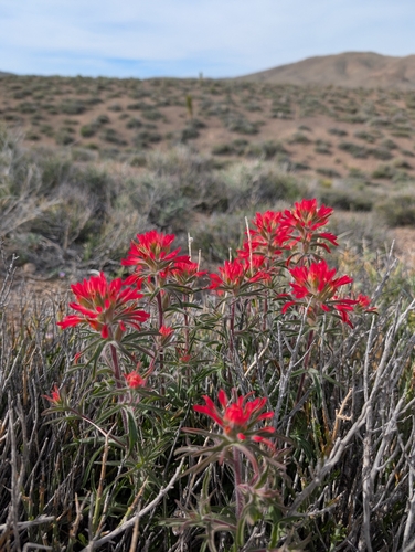 Castilleja chromosa, photograph 6