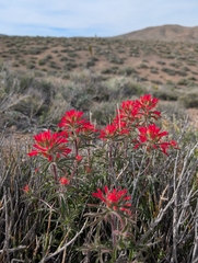 Castilleja chromosa, photograph (c) Jacob Saucier, some rights reserved (CC BY)