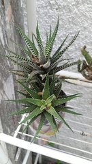 Haworthiopsis