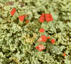Cladonia ravenelii