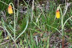 Fritillaria pudica