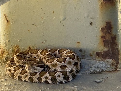 Western Rattlesnake