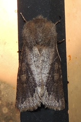 Orthosia garmani