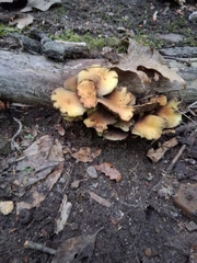 Sulphur Tuft