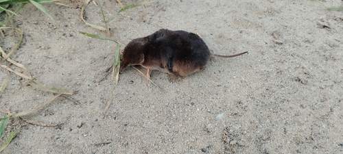 Common Shrew