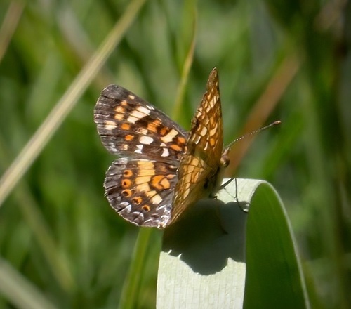 iNaturalist observation photo of Field Crescent