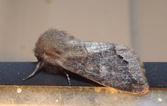 Orthosia garmani