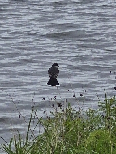 Eastern Kingbird