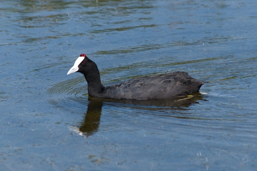 Focha moruna (Fulica cristata)