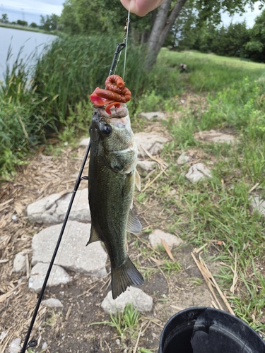Largemouth Bass