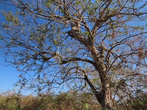 Gliricidia sepium - Leaves