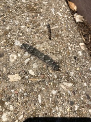 Lasiocampidae