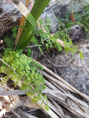 Adiantum aethiopicum