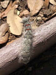 Lasiocampidae