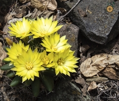 Mammillaria longimamma