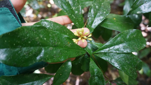 Pittosporum trilobum, 2026-06-16