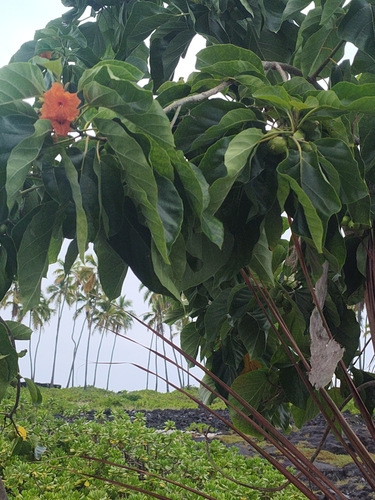 Cordia sebestena observed 2026-06-24