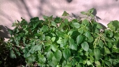 Urtica membranacea