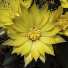 Mammillaria longimamma